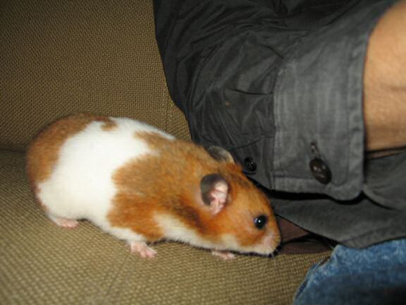 Watching TV with my hamster Lucy ...