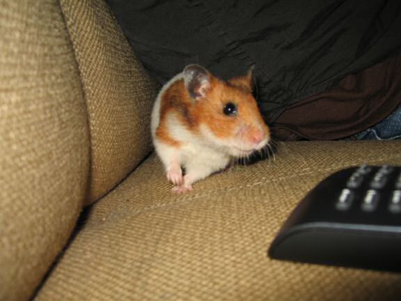 Watching TV with my hamster Lucy ...
