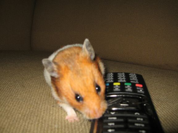 Watching TV with my hamster Lucy ...