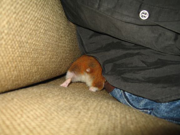 Watching TV with my hamster Lucy ...
