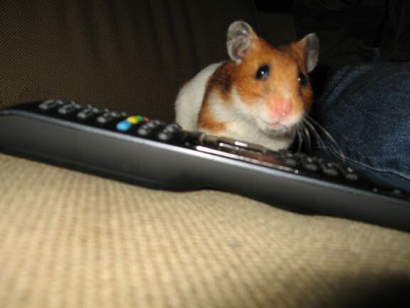 Watching TV with my hamster Lucy ...