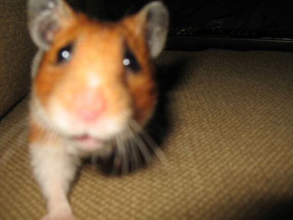 Watching TV with my hamster Lucy ...