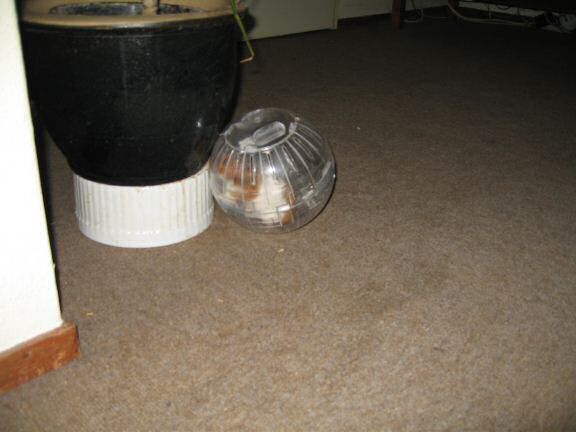 Explorer Ball Fun with my hamster Lucy ...