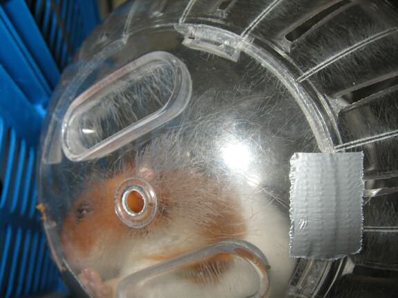 Explorer Ball Fun with my hamster Lucy ...