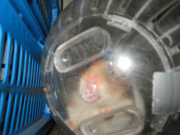 Explorer Ball Fun with my hamster Lucy ...
