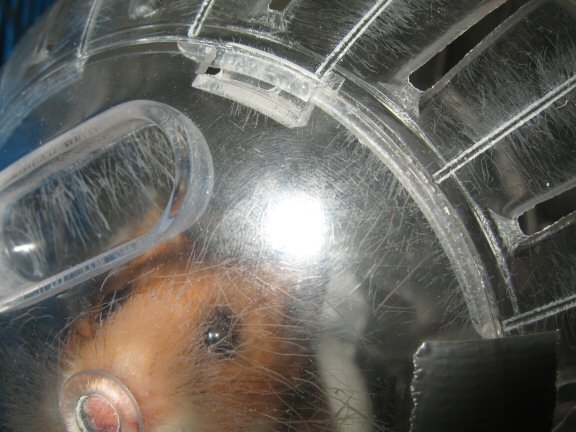 Explorer Ball Fun with my hamster Lucy ...