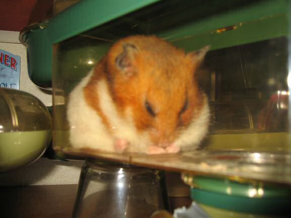My hamster Lucy, Meditating ...