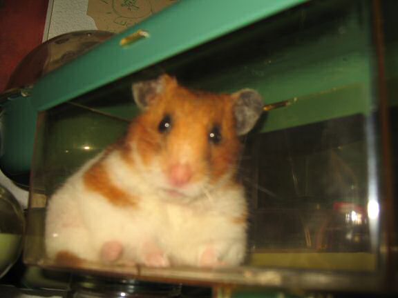 My hamster Lucy, Meditating ...