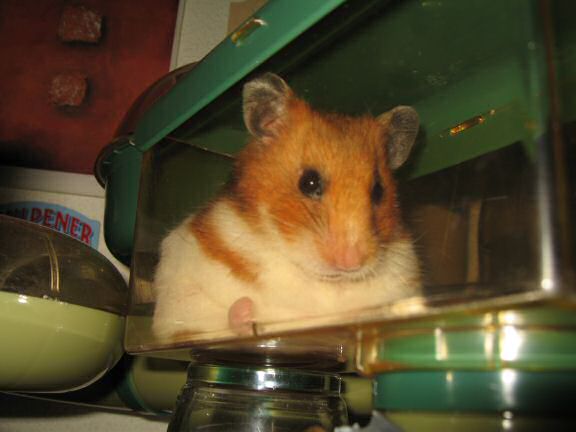 My hamster Lucy, Meditating ...