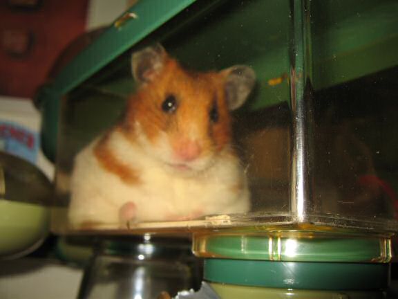 My hamster Lucy, Meditating ...