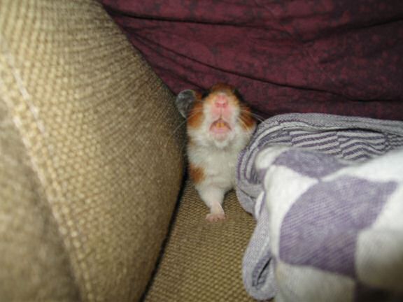 My hamster Lucy Ticklin' ...