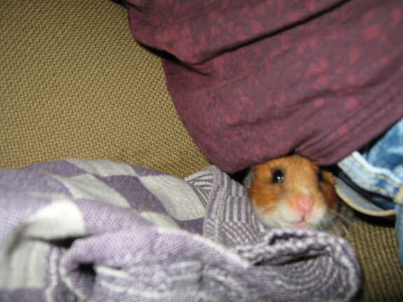 My hamster Lucy Ticklin' ...