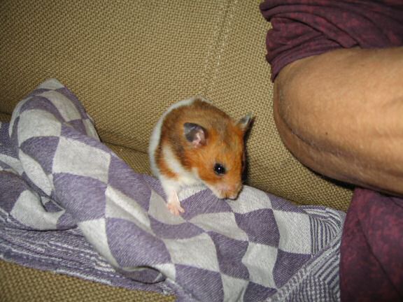 My hamster Lucy Ticklin' ...