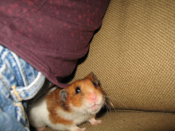 My hamster Lucy Ticklin' ...