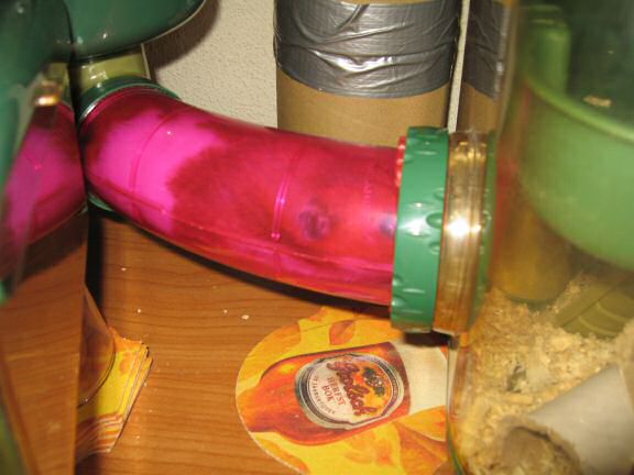 My hamster Lucy's cleaned bedroom.