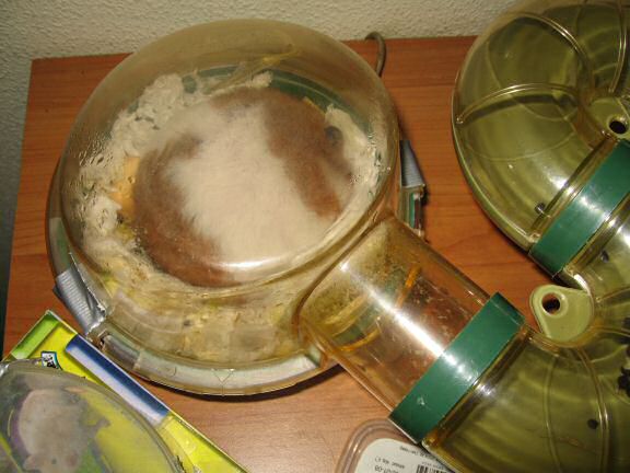 My hamster Lucy's cleaned bedroom.