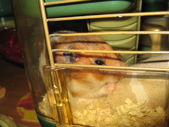 My hamster Lucy's TP-Roll Devourin'.