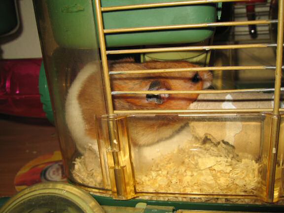 My hamster Lucy's TP-Roll Devourin'.