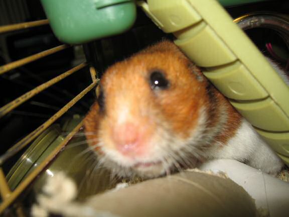 My hamster Lucy's TP-Roll Devourin'.