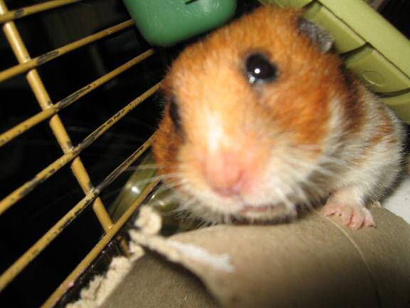 My hamster Lucy's TP-Roll Devourin'.