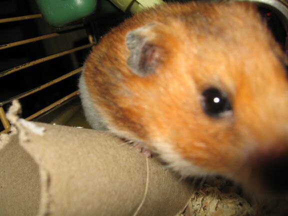 My hamster Lucy's TP-Roll Devourin'.