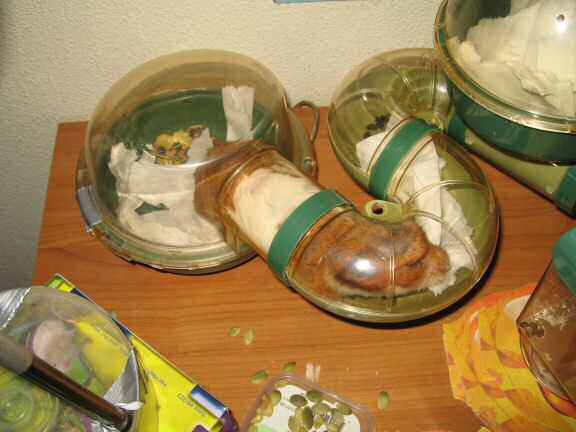 My hamster Lucy (3.0) helping on redecorating her bedroom