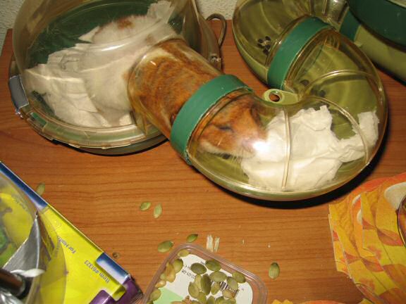 My hamster Lucy (3.0) helping on redecorating her bedroom