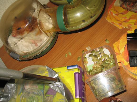 My hamster Lucy (3.0) helping on redecorating her bedroom