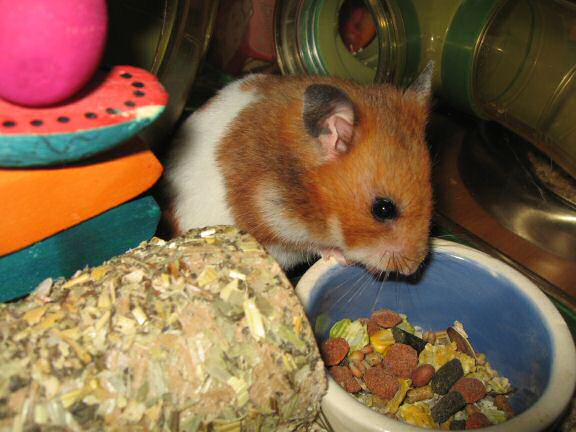 My hamster Lucy (3.0) pouching from a fresh new food bowl.