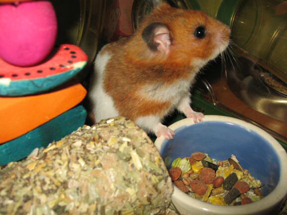 My hamster Lucy (3.0) pouching from a fresh new food bowl.