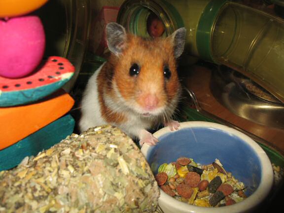 My hamster Lucy (3.0) pouching from a fresh new food bowl.