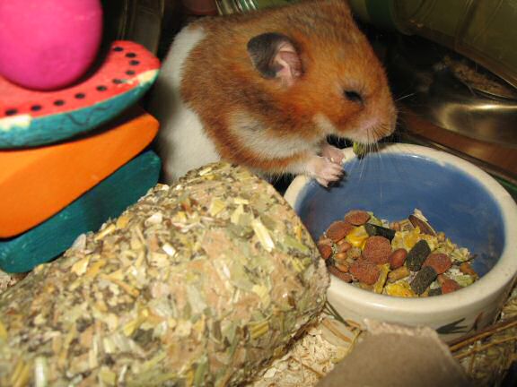 My hamster Lucy (3.0) pouching from a fresh new food bowl.