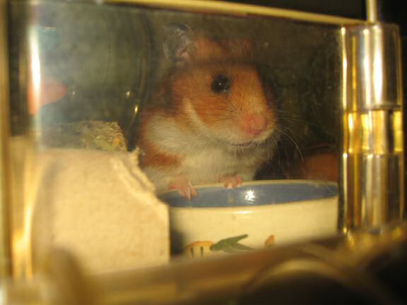 My hamster Lucy (3.0) pouching from a fresh new food bowl.