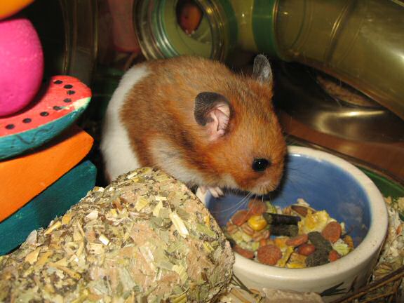 My hamster Lucy (3.0) pouching from a fresh new food bowl.