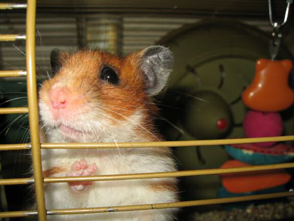 A great photo-shoot with my hamster Lucy.