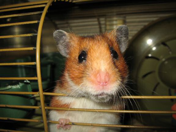 A great photo-shoot with my hamster Lucy.