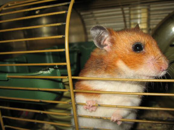 A great photo-shoot with my hamster Lucy.