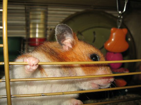 A great photo-shoot with my hamster Lucy.