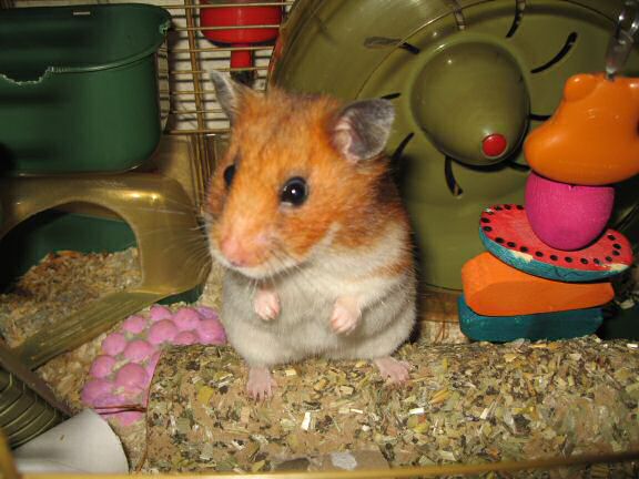 A great photo-shoot with my hamster Lucy.