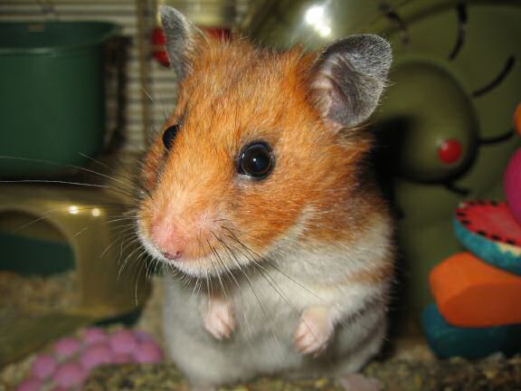 A great photo-shoot with my hamster Lucy.