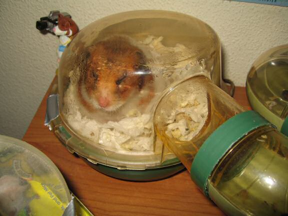 Loungin' with my hamster Lucy this Sunday.