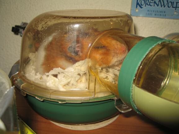 Loungin' with my hamster Lucy this Sunday.