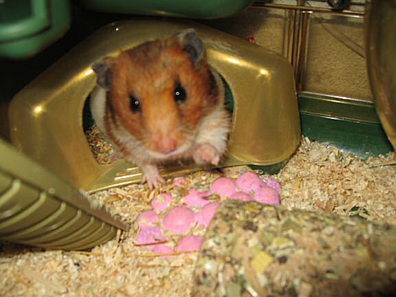 Loungin' with my hamster Lucy this Sunday.