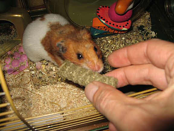 Loungin' with my hamster Lucy this Sunday.