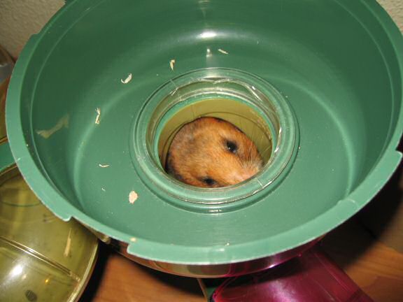 My (Houdini) hamster Lucy's third cage escape.