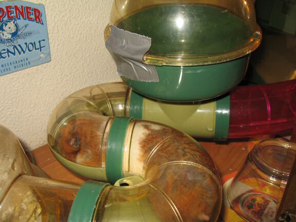 My (Houdini) hamster Lucy's third cage escape.