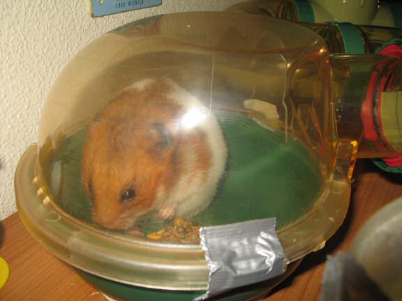 Figuring out on how my hamster Lucy escaped three days ago.