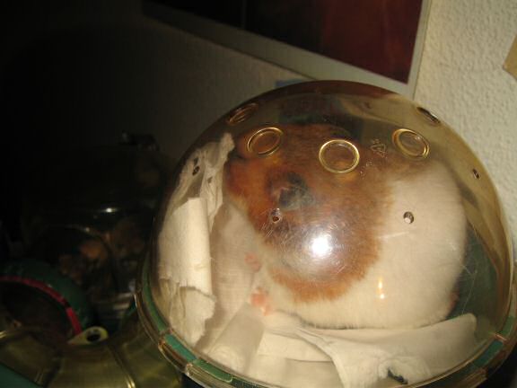 Figuring out on how my hamster Lucy escaped three days ago.