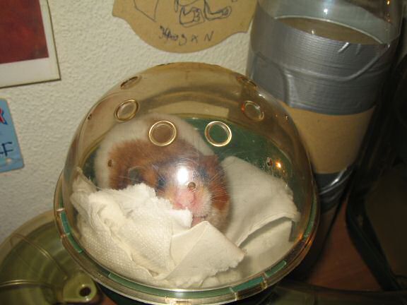 Figuring out on how my hamster Lucy escaped three days ago.