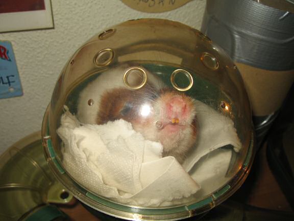 Figuring out on how my hamster Lucy escaped three days ago.